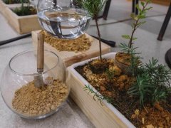 Jornadas Júniores da Floresta